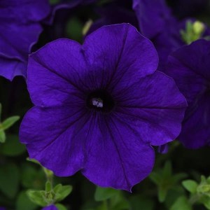 petunia e3 easy wave modra blue